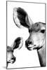Safari Profile Collection - Antelope and Baby White Edition VI-Philippe Hugonnard-Mounted Photographic Print
