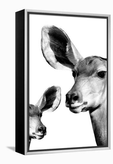 Safari Profile Collection - Antelope and Baby White Edition VI-Philippe Hugonnard-Framed Premier Image Canvas