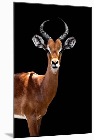 Safari Profile Collection - Antelope Black Edition II-Philippe Hugonnard-Mounted Photographic Print