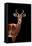 Safari Profile Collection - Antelope Black Edition II-Philippe Hugonnard-Framed Premier Image Canvas