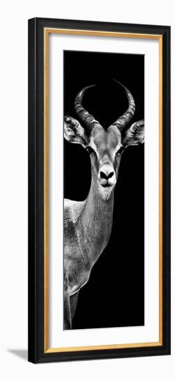 Safari Profile Collection - Antelope Black Edition III-Philippe Hugonnard-Framed Photographic Print