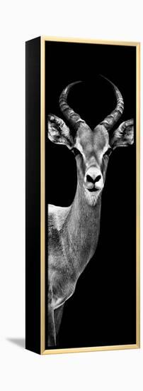 Safari Profile Collection - Antelope Black Edition III-Philippe Hugonnard-Framed Premier Image Canvas