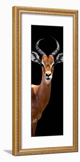 Safari Profile Collection - Antelope Black Edition IV-Philippe Hugonnard-Framed Photographic Print