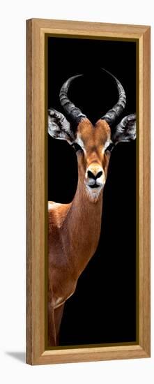 Safari Profile Collection - Antelope Black Edition IV-Philippe Hugonnard-Framed Premier Image Canvas