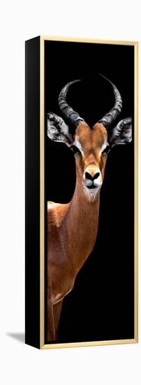 Safari Profile Collection - Antelope Black Edition IV-Philippe Hugonnard-Framed Premier Image Canvas