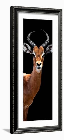 Safari Profile Collection - Antelope Black Edition IV-Philippe Hugonnard-Framed Premium Photographic Print