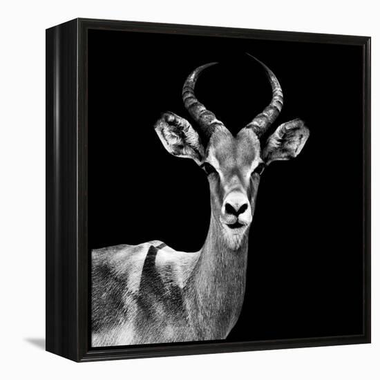 Safari Profile Collection - Antelope Black Edition V-Philippe Hugonnard-Framed Premier Image Canvas