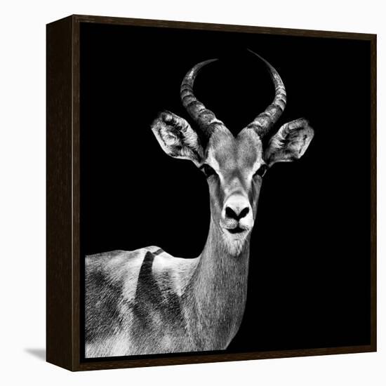 Safari Profile Collection - Antelope Black Edition V-Philippe Hugonnard-Framed Premier Image Canvas