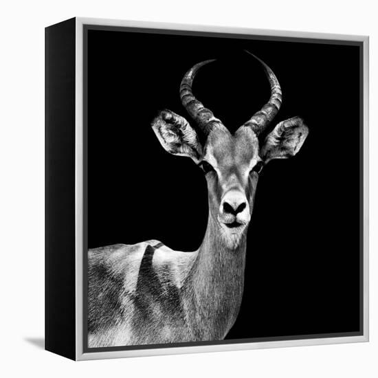 Safari Profile Collection - Antelope Black Edition V-Philippe Hugonnard-Framed Premier Image Canvas