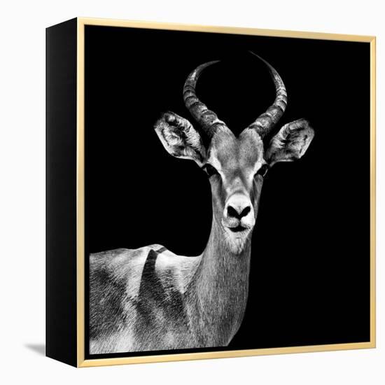 Safari Profile Collection - Antelope Black Edition V-Philippe Hugonnard-Framed Premier Image Canvas