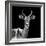 Safari Profile Collection - Antelope Black Edition V-Philippe Hugonnard-Framed Photographic Print