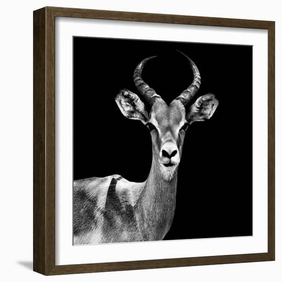 Safari Profile Collection - Antelope Black Edition V-Philippe Hugonnard-Framed Photographic Print