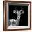 Safari Profile Collection - Antelope Black Edition V-Philippe Hugonnard-Framed Photographic Print