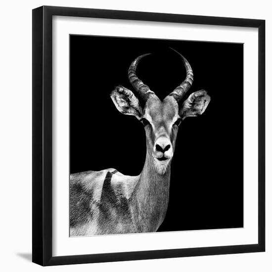 Safari Profile Collection - Antelope Black Edition V-Philippe Hugonnard-Framed Photographic Print