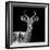 Safari Profile Collection - Antelope Black Edition V-Philippe Hugonnard-Framed Photographic Print