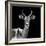 Safari Profile Collection - Antelope Black Edition V-Philippe Hugonnard-Framed Photographic Print