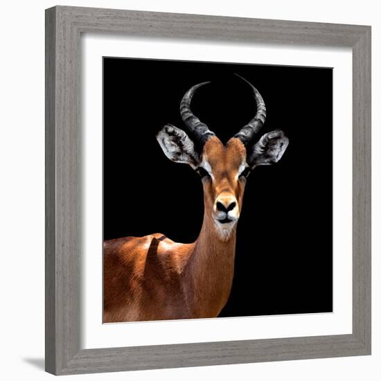 Safari Profile Collection - Antelope Black Edition VI-Philippe Hugonnard-Framed Photographic Print