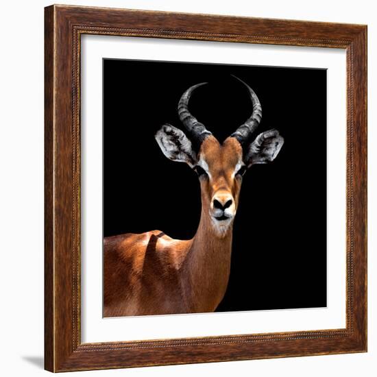 Safari Profile Collection - Antelope Black Edition VI-Philippe Hugonnard-Framed Photographic Print