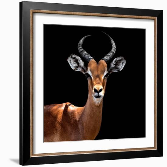 Safari Profile Collection - Antelope Black Edition VI-Philippe Hugonnard-Framed Photographic Print