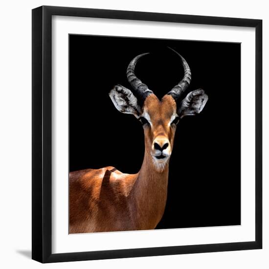 Safari Profile Collection - Antelope Black Edition VI-Philippe Hugonnard-Framed Photographic Print