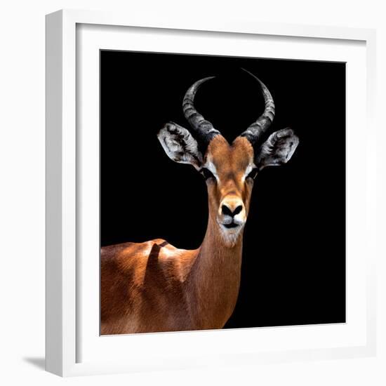 Safari Profile Collection - Antelope Black Edition VI-Philippe Hugonnard-Framed Photographic Print