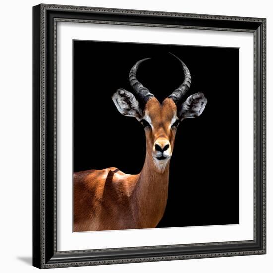 Safari Profile Collection - Antelope Black Edition VI-Philippe Hugonnard-Framed Photographic Print