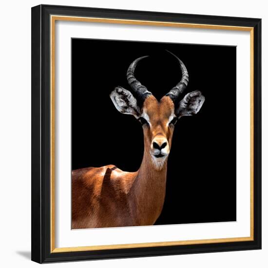Safari Profile Collection - Antelope Black Edition VI-Philippe Hugonnard-Framed Photographic Print