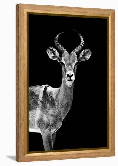 Safari Profile Collection - Antelope Black Edition-Philippe Hugonnard-Framed Premier Image Canvas