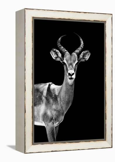 Safari Profile Collection - Antelope Black Edition-Philippe Hugonnard-Framed Premier Image Canvas