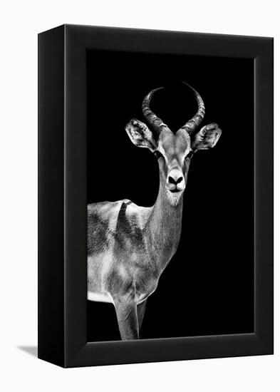 Safari Profile Collection - Antelope Black Edition-Philippe Hugonnard-Framed Premier Image Canvas