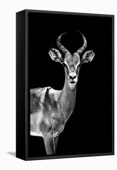 Safari Profile Collection - Antelope Black Edition-Philippe Hugonnard-Framed Premier Image Canvas