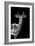 Safari Profile Collection - Antelope Black Edition-Philippe Hugonnard-Framed Photographic Print