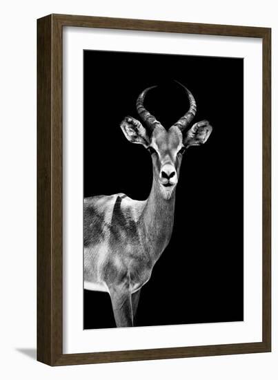 Safari Profile Collection - Antelope Black Edition-Philippe Hugonnard-Framed Photographic Print
