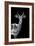 Safari Profile Collection - Antelope Black Edition-Philippe Hugonnard-Framed Photographic Print