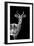 Safari Profile Collection - Antelope Black Edition-Philippe Hugonnard-Framed Photographic Print