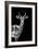 Safari Profile Collection - Antelope Black Edition-Philippe Hugonnard-Framed Photographic Print