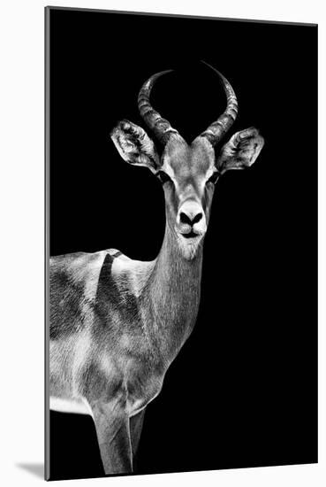 Safari Profile Collection - Antelope Black Edition-Philippe Hugonnard-Mounted Photographic Print