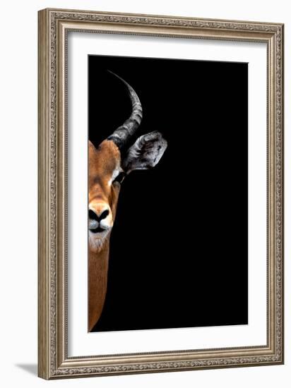 Safari Profile Collection - Antelope Face Black Edition II-Philippe Hugonnard-Framed Photographic Print