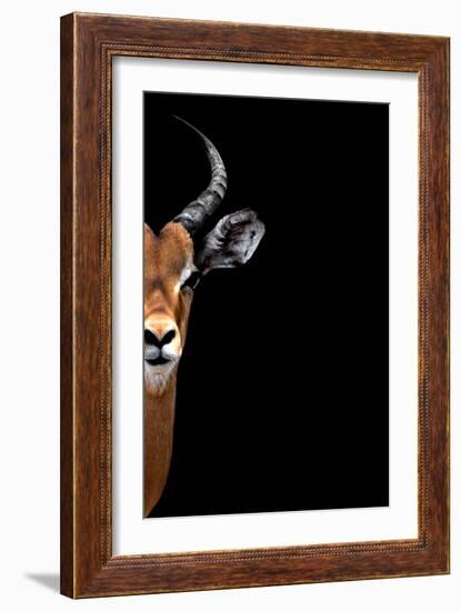 Safari Profile Collection - Antelope Face Black Edition II-Philippe Hugonnard-Framed Photographic Print