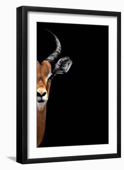 Safari Profile Collection - Antelope Face Black Edition II-Philippe Hugonnard-Framed Photographic Print