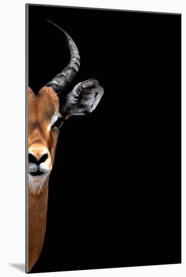 Safari Profile Collection - Antelope Face Black Edition II-Philippe Hugonnard-Mounted Photographic Print