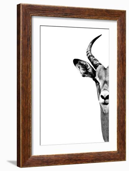 Safari Profile Collection - Antelope Face White Edition-Philippe Hugonnard-Framed Photographic Print