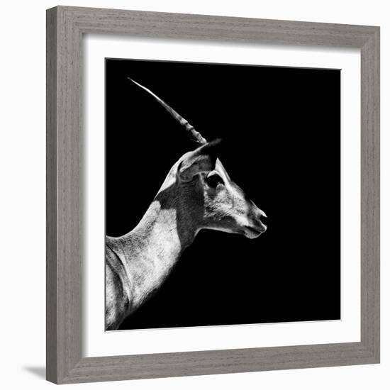 Safari Profile Collection - Antelope Impala Black Edition III-Philippe Hugonnard-Framed Photographic Print