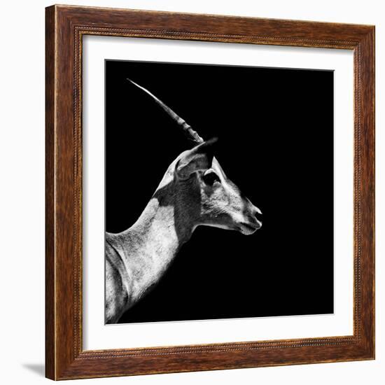 Safari Profile Collection - Antelope Impala Black Edition III-Philippe Hugonnard-Framed Photographic Print