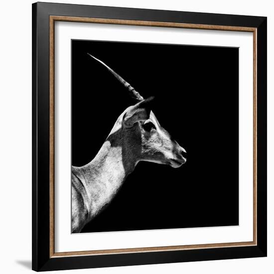 Safari Profile Collection - Antelope Impala Black Edition III-Philippe Hugonnard-Framed Photographic Print