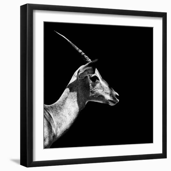 Safari Profile Collection - Antelope Impala Black Edition III-Philippe Hugonnard-Framed Photographic Print
