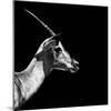 Safari Profile Collection - Antelope Impala Black Edition III-Philippe Hugonnard-Mounted Photographic Print