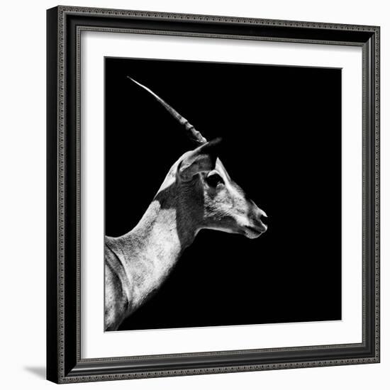 Safari Profile Collection - Antelope Impala Black Edition III-Philippe Hugonnard-Framed Photographic Print