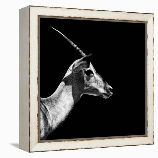 Safari Profile Collection - Antelope Impala Black Edition III-Philippe Hugonnard-Framed Premier Image Canvas