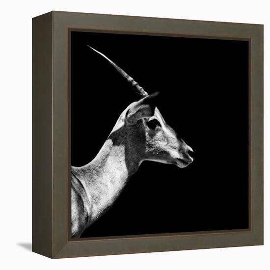 Safari Profile Collection - Antelope Impala Black Edition III-Philippe Hugonnard-Framed Premier Image Canvas